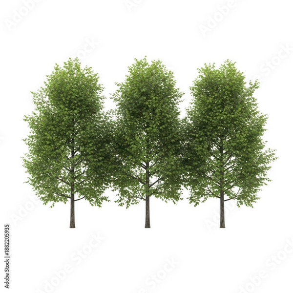 Obraz Three tall trees isolated on transparent background