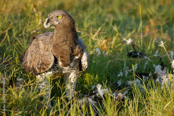 Obraz Martial Eagle Feeding