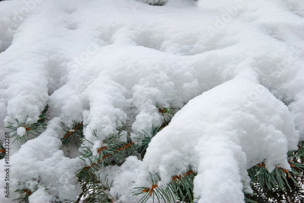 Obraz Christmas tree branches under white snow