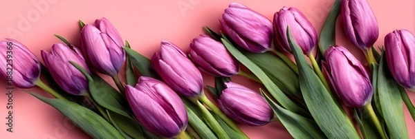 Obraz pink tulips background