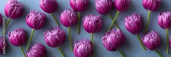 Obraz pink tulips background