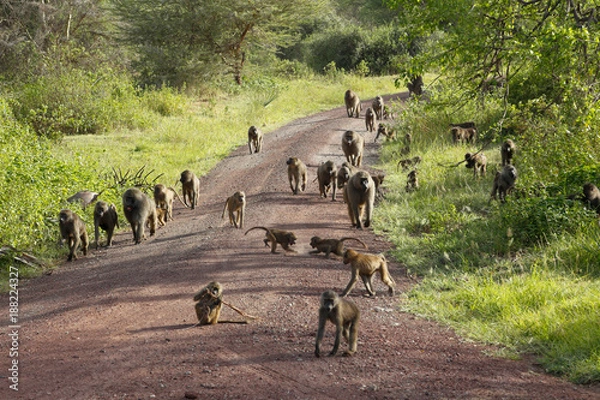 Obraz Baboons