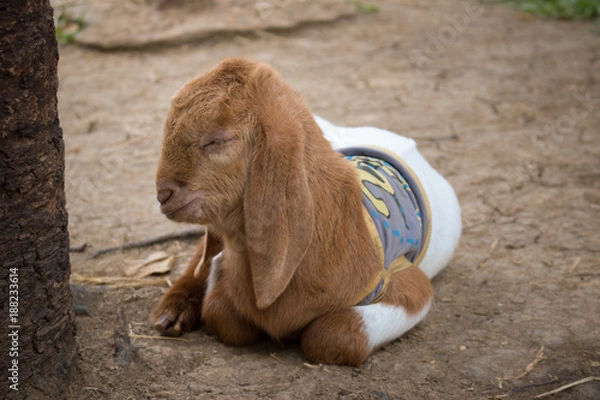 Obraz Young goat sleeping