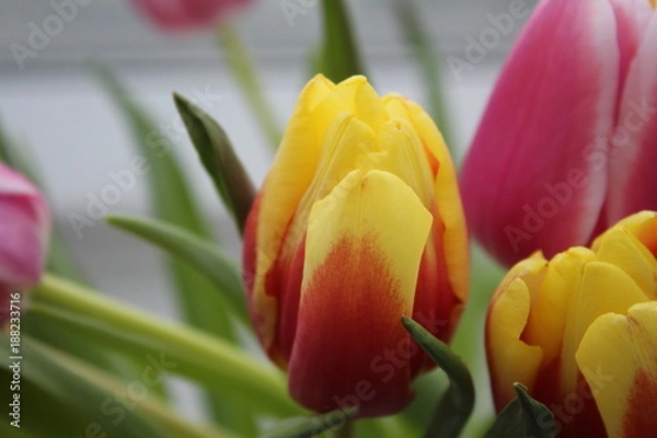 Obraz Tulpe gelb-rot