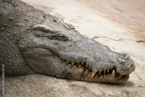 Obraz Crocodile basking in the sun