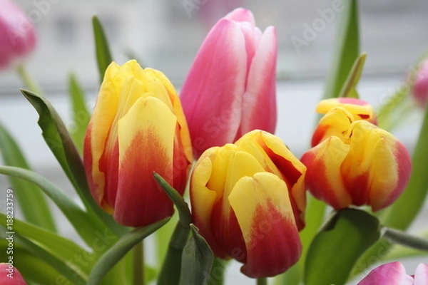 Obraz Bunte Tulpen