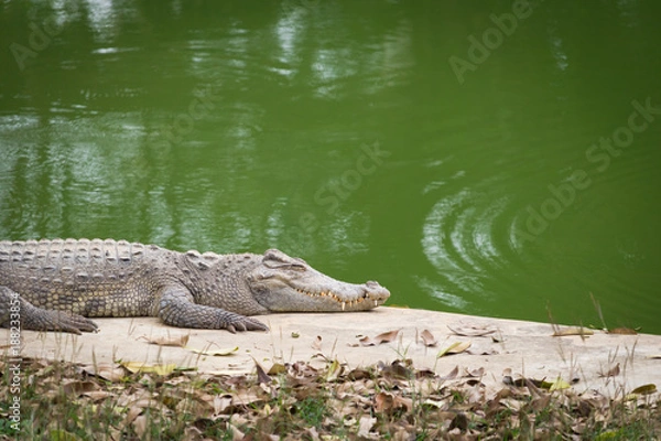 Obraz Crocodile basking in the sun
