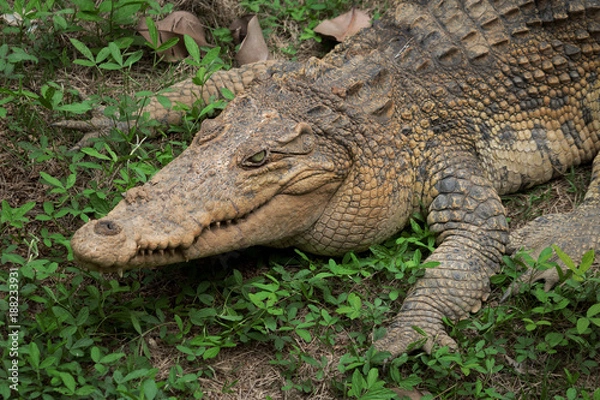 Obraz Crocodile resting on the grass