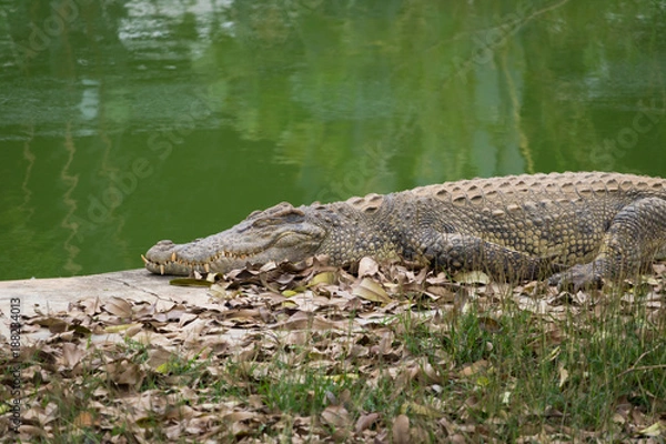 Obraz Crocodile basking in the sun