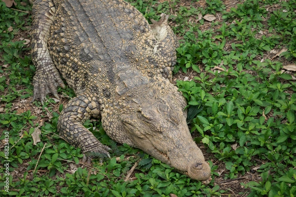 Obraz Crocodile resting on the grass