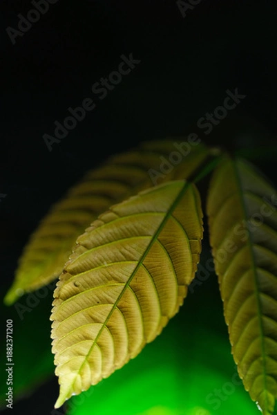 Obraz Close up yellowish foliage as background