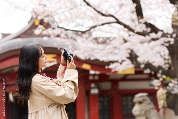 Obraz 花見をする若いアジアの女性のポートレート