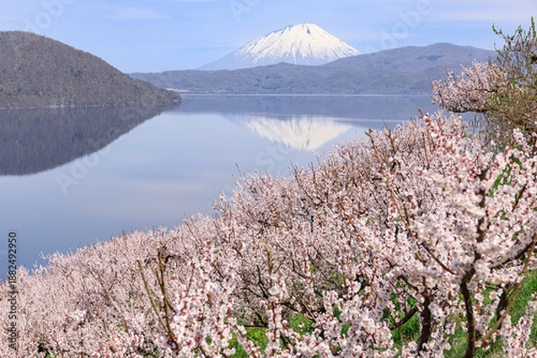 Obraz 北海道壮瞥町、満開の梅に包まれた壮瞥公園から眺める羊蹄山と洞爺湖【5月】