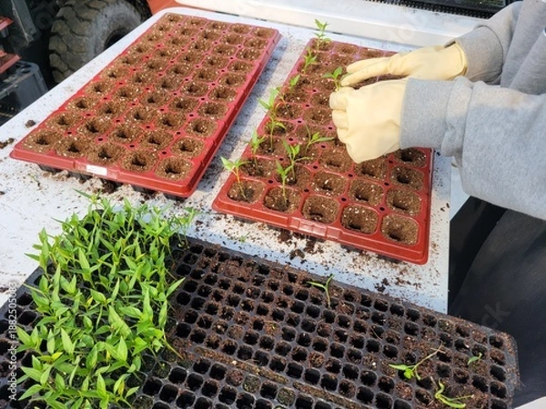 Fototapeta 따뜻한 봄기운 속 풍년을 기원하며 어린 모종을 정성스레 옮겨심는 농부의 분주한 손길