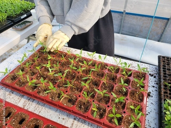 Fototapeta 따뜻한 봄기운 속 풍년을 기원하며 어린 모종을 정성스레 옮겨심는 농부의 분주한 손길