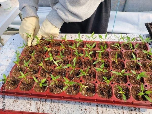 Fototapeta 따뜻한 봄기운 속 풍년을 기원하며 어린 모종을 정성스레 옮겨심는 농부의 분주한 손길