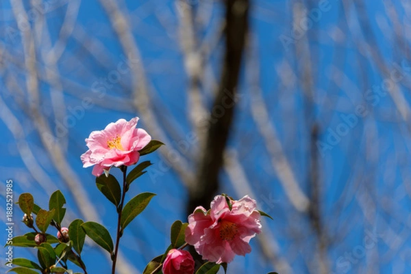 Fototapeta 快晴の冬空の下で美しく咲き誇る二輪のピンクのサザンカ