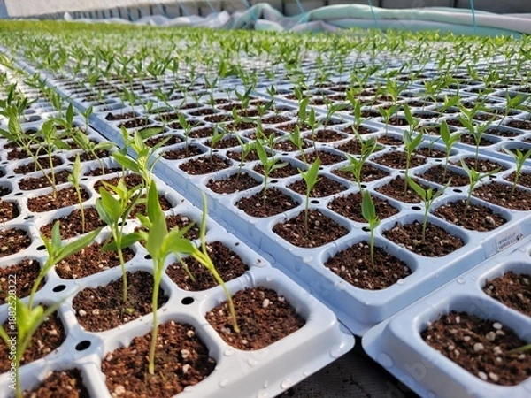 Fototapeta 따스한 햇살이 내리쬐는 온실 안에서 질서 정연하게 자라나는 연둣빛 새싹들과 다가오는 봄의 싱그러운 생명력