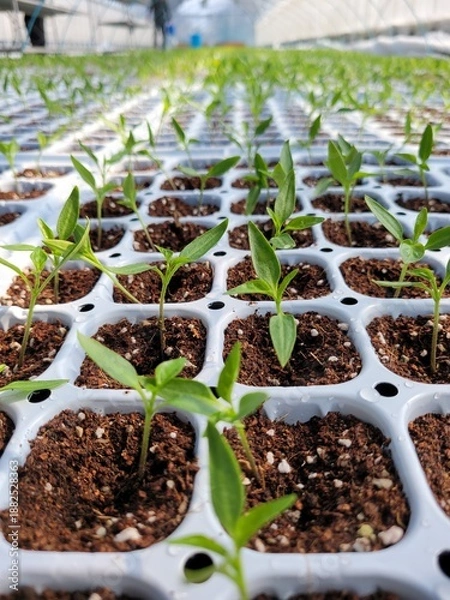 Fototapeta 따스한 햇살이 내리쬐는 온실 안에서 질서 정연하게 자라나는 연둣빛 새싹들과 다가오는 봄의 싱그러운 생명력