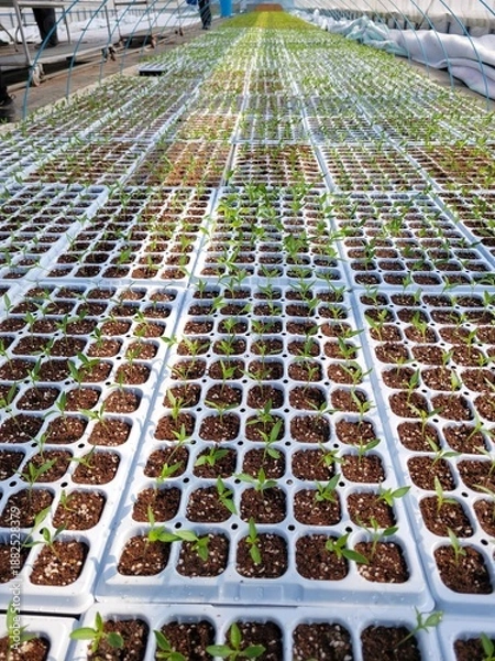 Fototapeta 따스한 햇살이 내리쬐는 온실 안에서 질서 정연하게 자라나는 연둣빛 새싹들과 다가오는 봄의 싱그러운 생명력