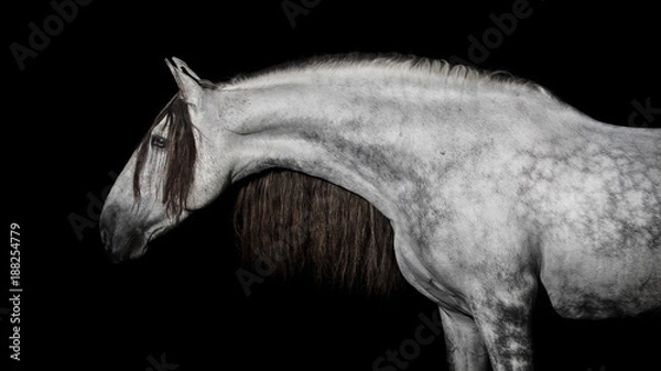 Obraz Gray andalusian horse with long mane isolated on black background