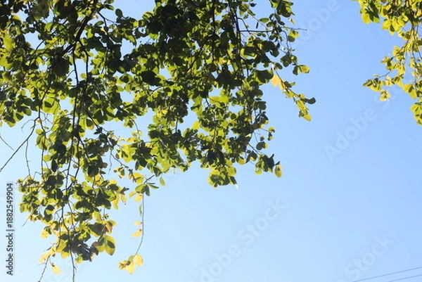 Obraz Leaves against a sky background.
