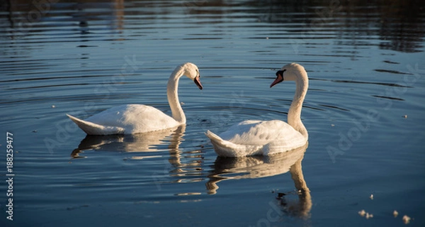 Obraz Swan couple