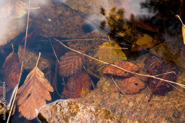 Obraz Leafes in water