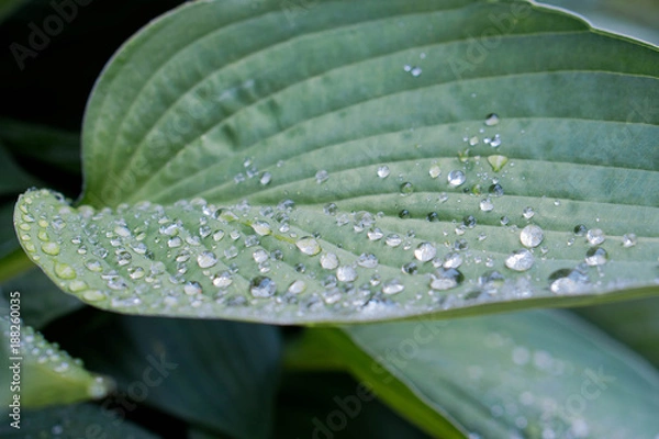 Obraz Leaves waterdrops