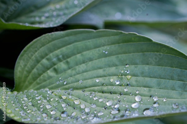 Obraz Leaves waterdrops