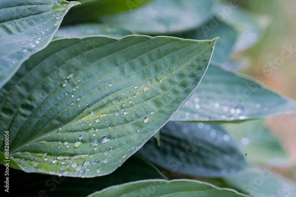 Obraz Leaves waterdrops