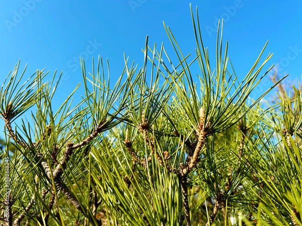 Obraz 色鮮やかな松の木