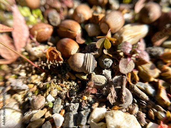 Obraz どんぐりのアップ