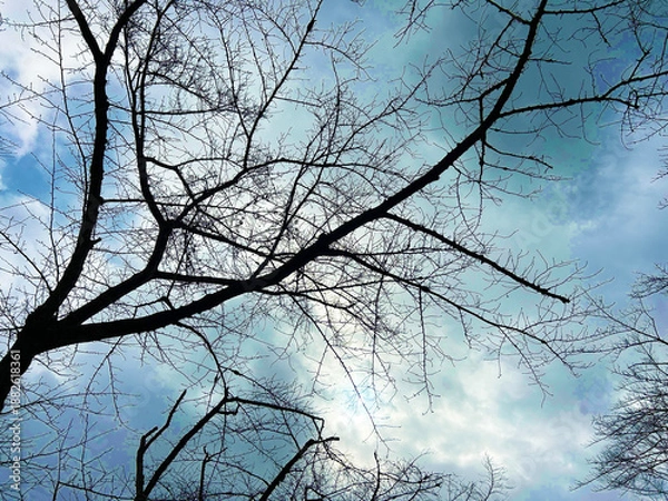 Obraz 青空と枯れ木