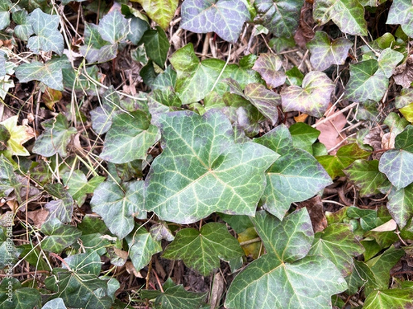 Obraz 絡みつくツタ