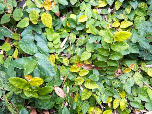 Obraz 色鮮やかなオオイタビ