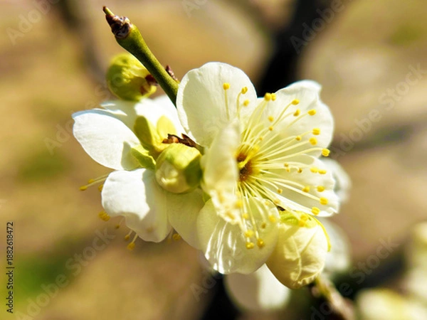 Obraz 梅の花のアップ