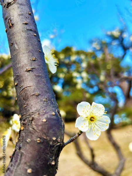 Obraz 可憐な梅の花