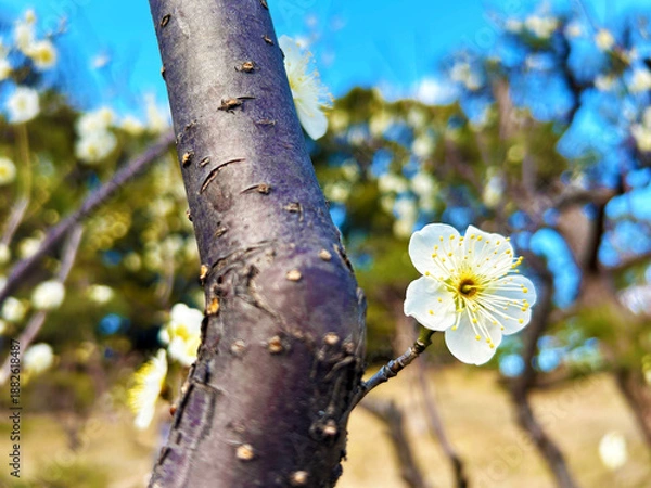 Obraz 爽やかなに咲く梅