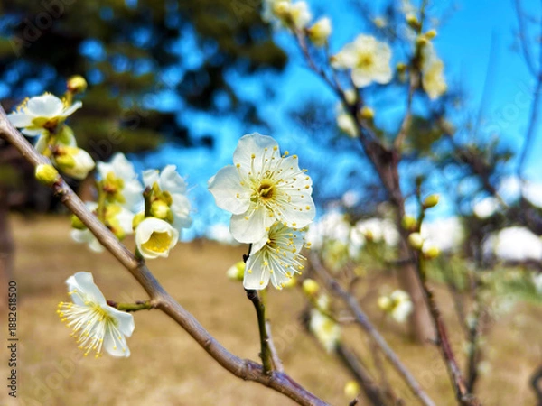 Obraz 青空と梅