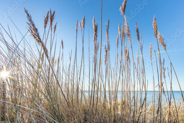 Obraz Dünengras am meer