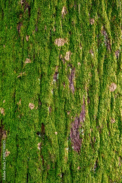 Obraz green moss background