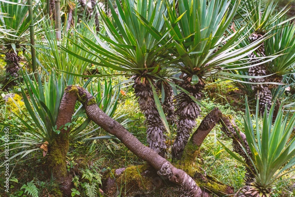 Obraz palm plants background