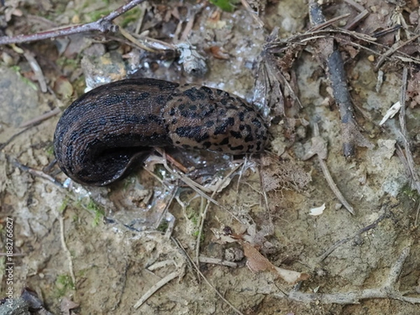 Obraz マダラコウラナメクジ