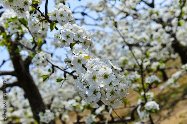 Obraz Pear flower in full bloom in spring