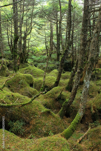 Obraz 白駒の池・苔と原生林