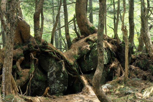 Obraz 白駒の池・苔と原生林