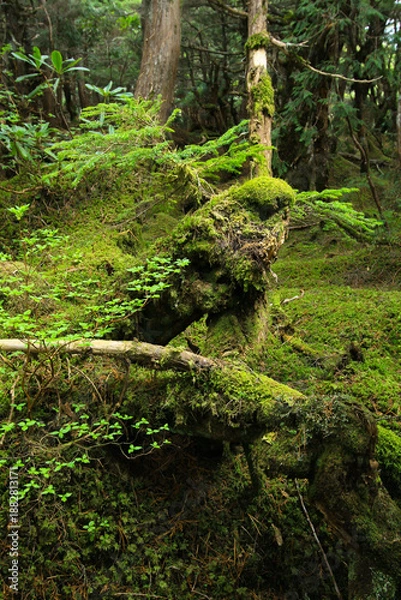 Obraz 白駒の池・苔と原生林