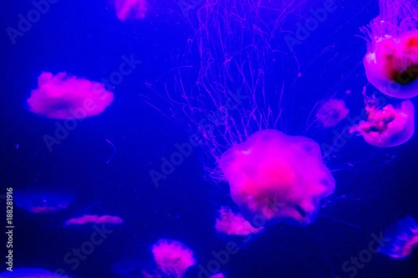 Fototapeta jellyfish