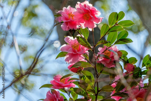 Fototapeta 冬の光を浴びて逆光に透ける美しいピンク色の椿の花